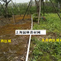 草坪里的雜草怎么去除，上海綠化養(yǎng)護(hù)草坪雜草如何管理