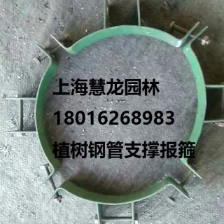 大樹報箍，植樹支撐報箍，鋼支撐報箍